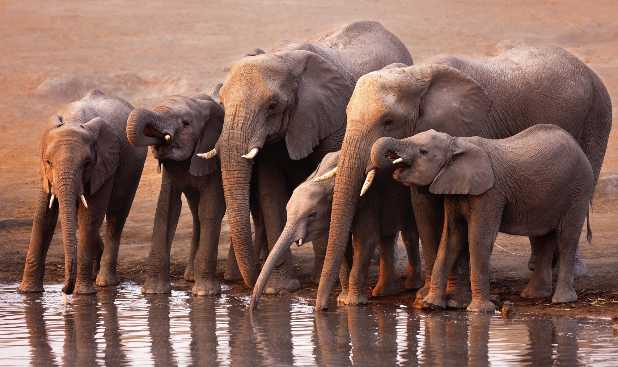 elephants at water's edge